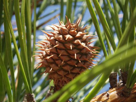 Pitch Pine Northern Pitch Pine Tennessee Smart Yards Native Plants