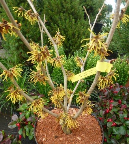 Winterbl Her Zaubernu Pallida Hamamelis Intermedia Pallida