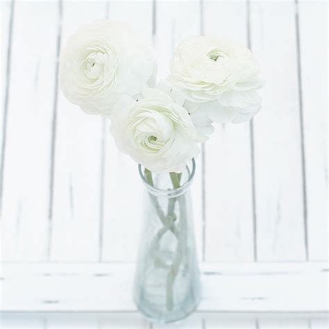 White Ranunculus Wholesale Fresh Cut Flower