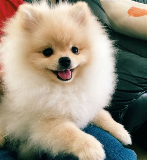 Super Happy Pomeranian Puppy Cute Pomeranian Pomeranian Dog