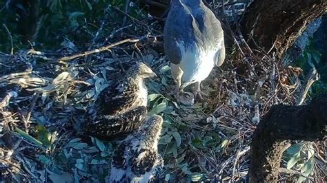 Eaglets Have Full Crop After Eating Fish In Lunch Sea Eaglecam Sept