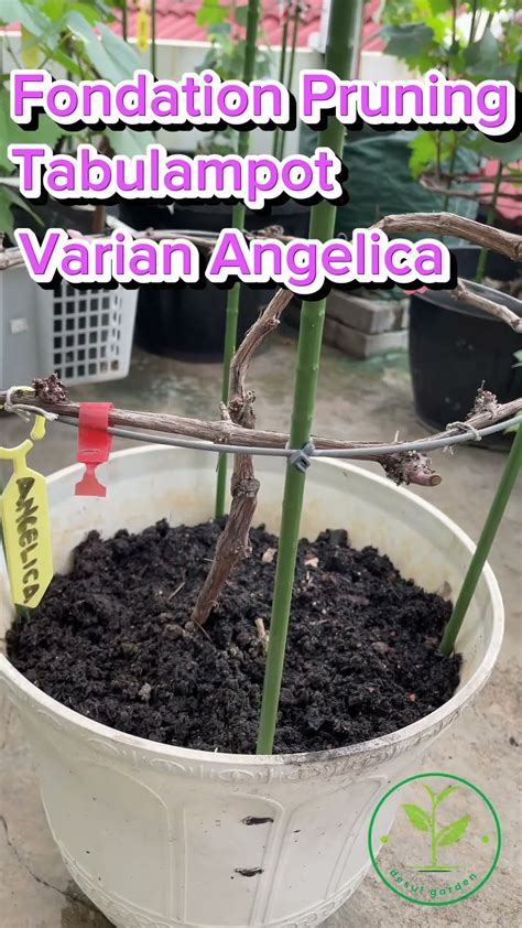 Fondation Pruning Tabulampot Anggur Varian Angelica YouTube