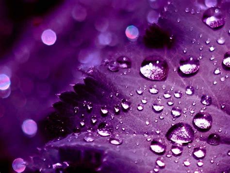 Download Pretty Purple Leaf With Water Droplets Wallpaper