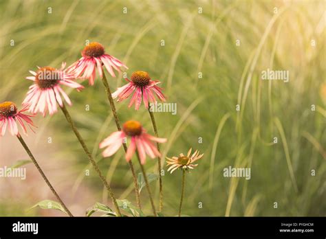 Echinacea Medicinal Plant Flowers For Healthy Immune System At