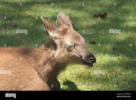 Hill country in Sri Lanka, Visit Sri Lanka Stock Photo - Alamy