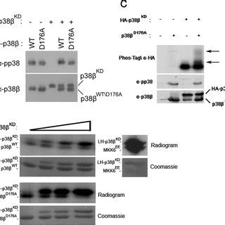 Novel Autophosphorylation Sites In P Identified By Capillary Lc Ms Ms