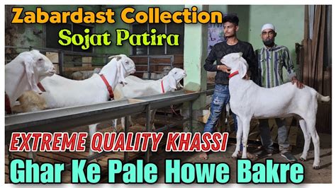 Ghar Ke Pale Howe Bakre In Bhiwandi Sojat Patira Goat Collection