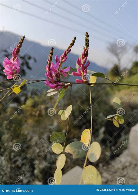 Deep Pink Salvia Flowers in Bloom Stock Photo - Image of blossom, shrub