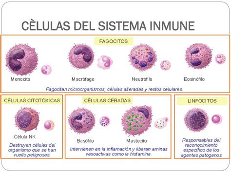 Celulas Sistema Inmunologico