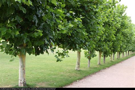 Platan Klonolistny Platanus Acerifolia