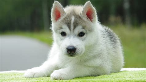 Really Cute Baby Husky Puppies