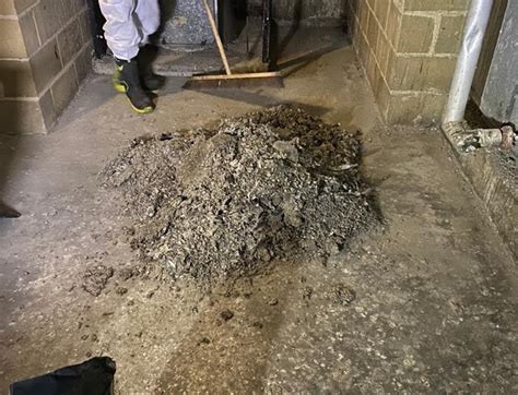 Bird Guano Removal Bio Response