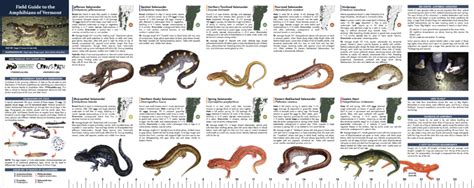 Amphibian Field Guide | Vermont Reptile and Amphibian Atlas