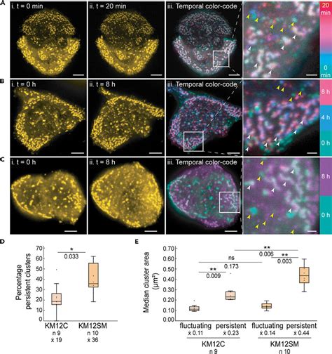 Clathrin Dynamics At The Ventral Membrane A C Representative Images