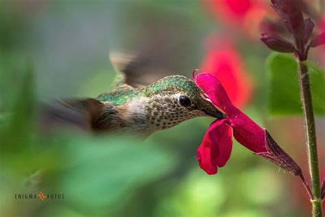 Hummingbird feeding by Enigma-Fotos on DeviantArt