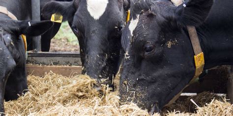 Feeding dairy cows when it gets dry – Totally Vets