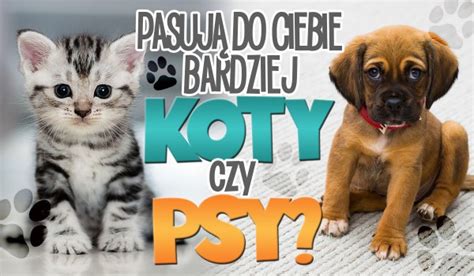 Pasuj Do Ciebie Bardziej Koty Czy Psy Samequizy