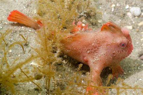 Pink handfish species declared endangered after 22 years without a sighting - Animals Recuse