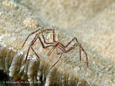 Critters Of The Coral Triangle Sea Spider Pycnogonida Crustacea