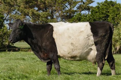 Striped Dairy Cows A Rare Breed Rnz