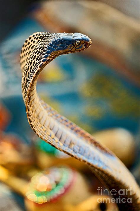 Colors of a Cobra Photograph by Michael Cinnamond - Fine Art America