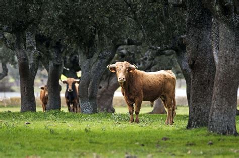 Más de 30 razas ganaderas tendrán presencia en SICampo Agronegocios