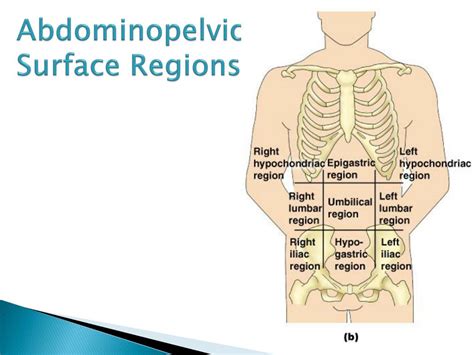 Ppt Body Sections And Surface Regions Powerpoint Presentation Free