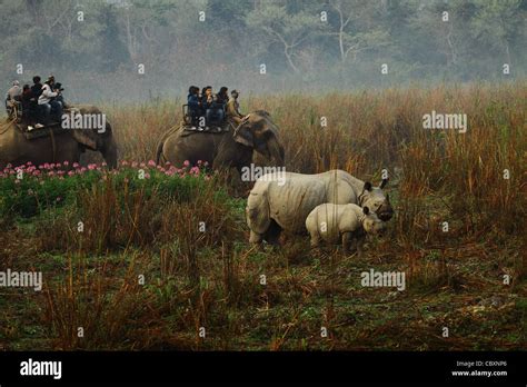 Assam Rhino High Resolution Stock Photography and Images - Alamy