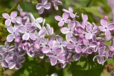 Lilak Syringa Vulgaris Dwukolorowy Sklep Internetowy Sadyiogrody Pl