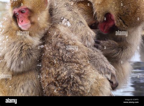 Snow Monkey In Hot Spring Jigokudani Nagano Japan Stock Photo Alamy