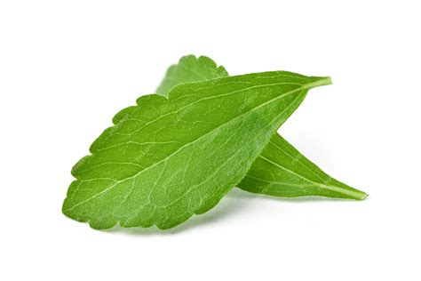 Premium Photo Close Up Of Two Fresh Stevia Leaves Isolated On White