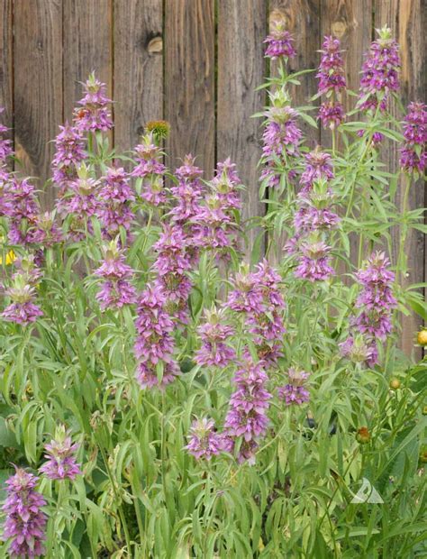 Lemon Mint (Monarda citriodora) | Applewood Seed Company