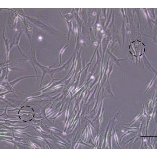 Representative graph of melanin contents in melanocytes after 3 days ...