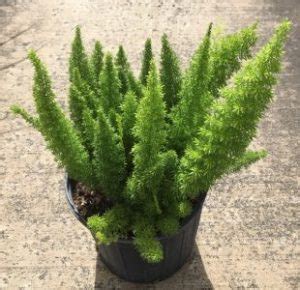 Foxtail Fern | Florida Nursery Mart