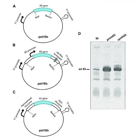 Assessment Of Constructs Designed For S Rna Production A Naked S