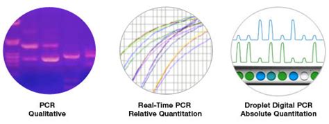 Introduction To Digital Pcr Bio Rad