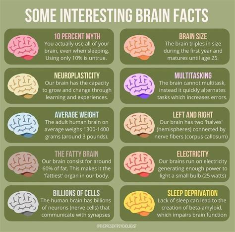 Human brain facts – Artofit