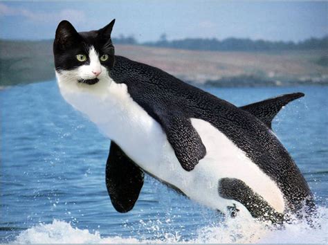 Shamu the Killer Cat - Picture | eBaum's World