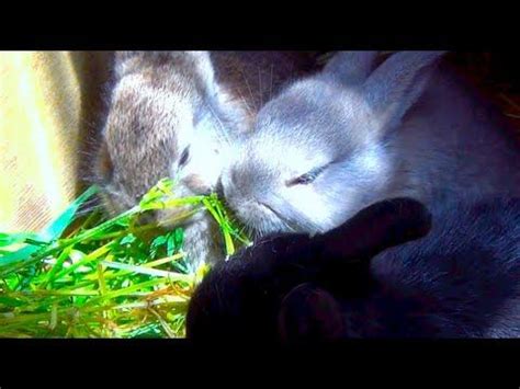 Cute Baby Bunny Rabbits Eating Grass | Cute baby bunnies, Bunny rabbit ...