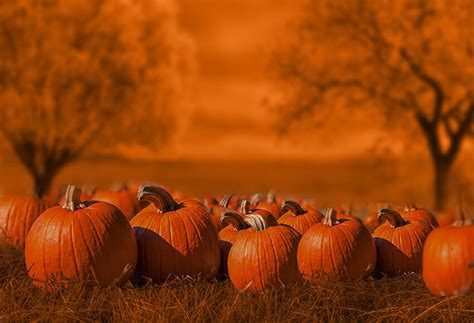 Pumpkins Halloween Fall Photography Backdrop D885