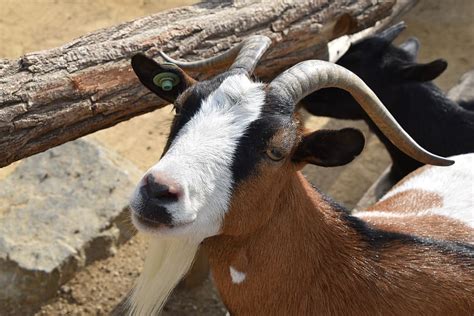 Hd Wallpaper Animal Nature Goat Horns Farm Animal Themes Mammal