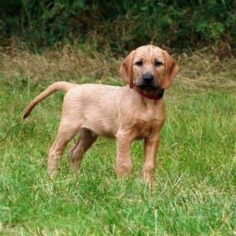 Styrian Coarse Haired Hound Dog Breed Information, Images ...