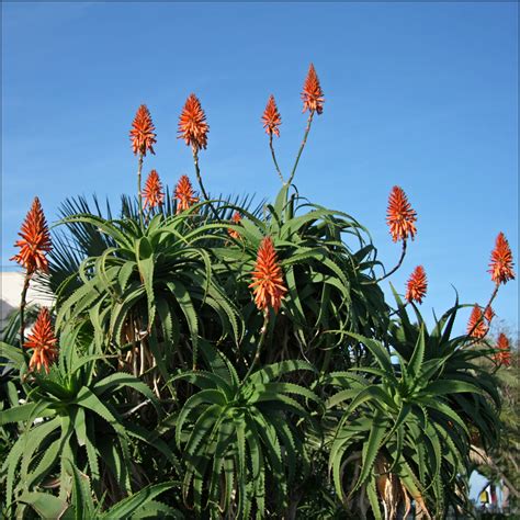 Aloe arborescens Изображение особи Плантариум