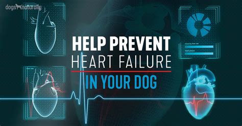 Holistic Options For Congestive Heart Failure In Dogs - Dogs Naturally