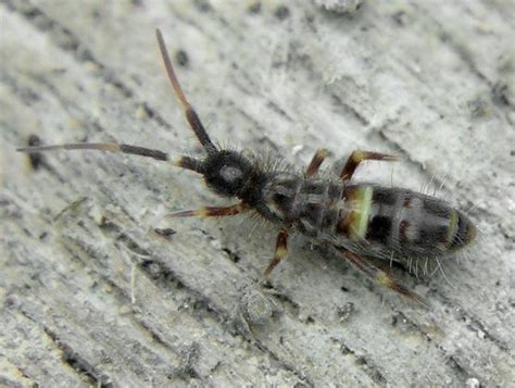 Skoczogonki Collembola Opis Zwalczanie