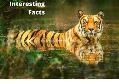 Interesting Facts About Tiger I Am A Huge Fan Of Tigersso I Have