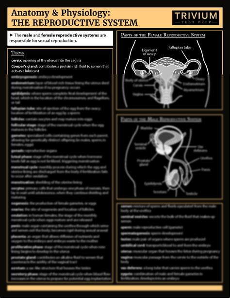 Solution Reproductive System Studypool