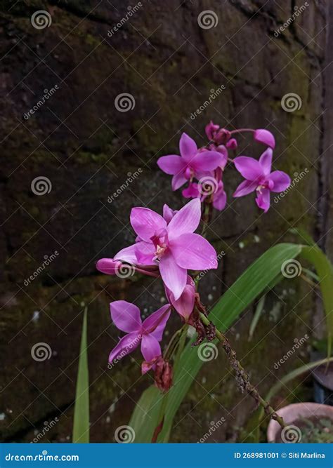 Orchid Purple Ground Orchid Flowers Beautiful Flowerbackground