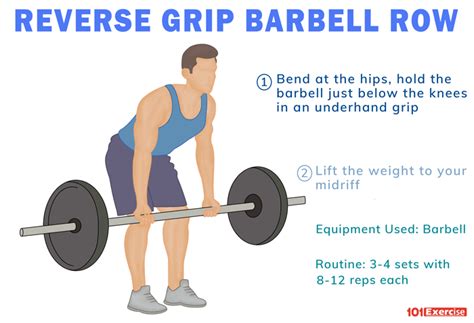 Reverse Grip Barbell Row | 101Exercise.com