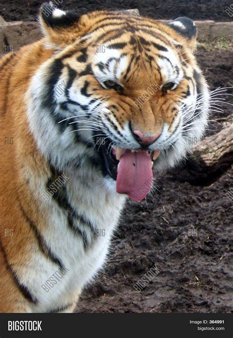 Funny Face Tiger 1 Image & Photo (Free Trial) | Bigstock